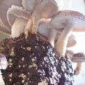 Indoor mushroom farms