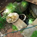 A DIY pond in the backyard can make greywater drinkable