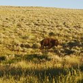 A bison in the wild